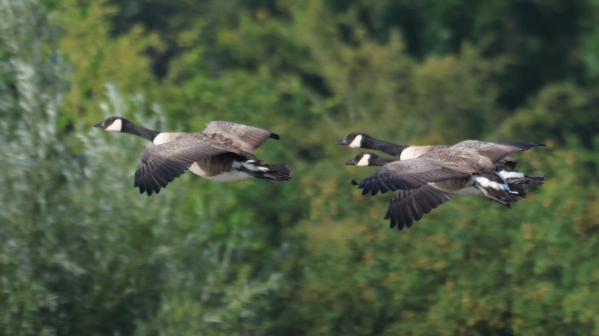 cranky1456's tweet image. Just enough time left to get my #FlyDay post in, with captures from Summer Leys Nature Reserve on Wednesday.
We have a Common Tern, Canada Geese, Little Egret & Greylag Goose with their wings open
#birds #photography #EastCoastKin #birdphotography #wildlife #BirdsInFlight