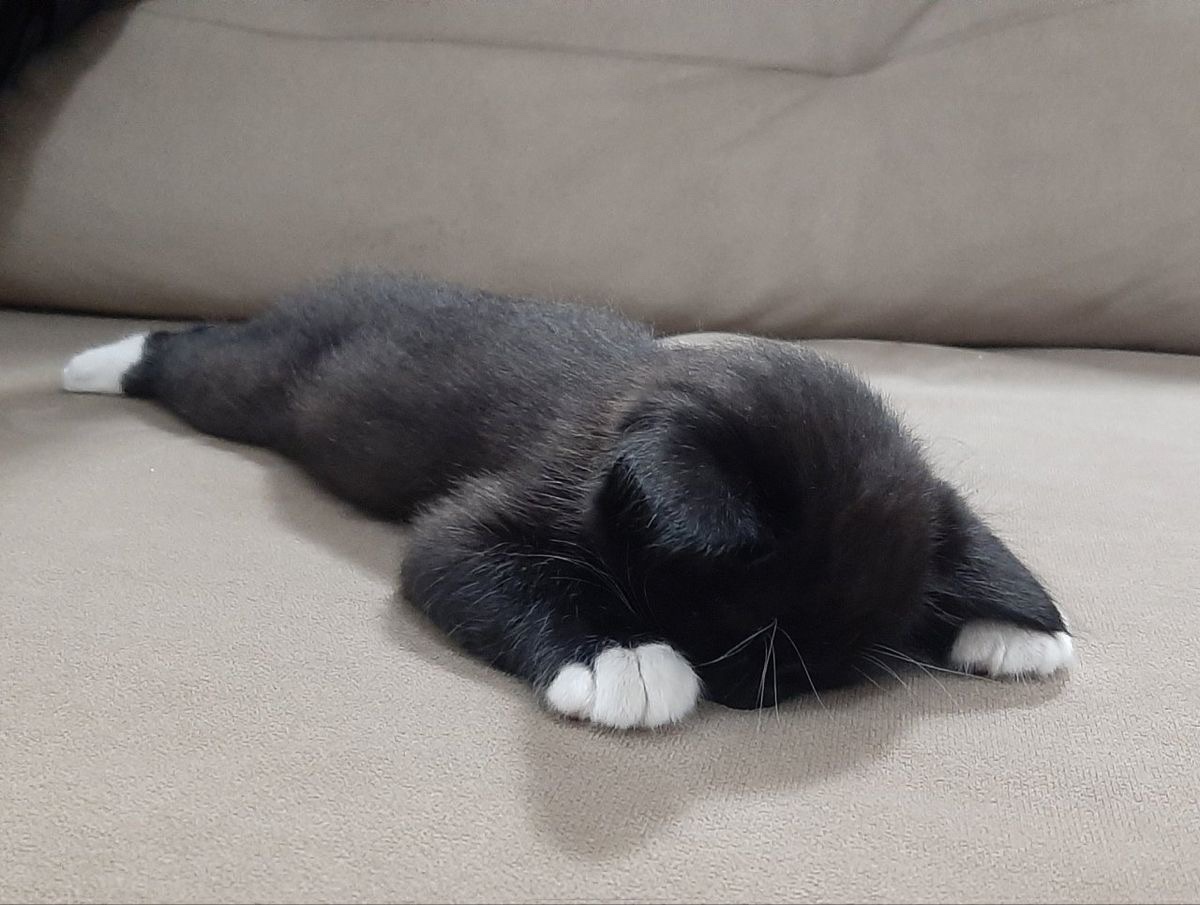 Miaw (@miaw) on Twitter photo 