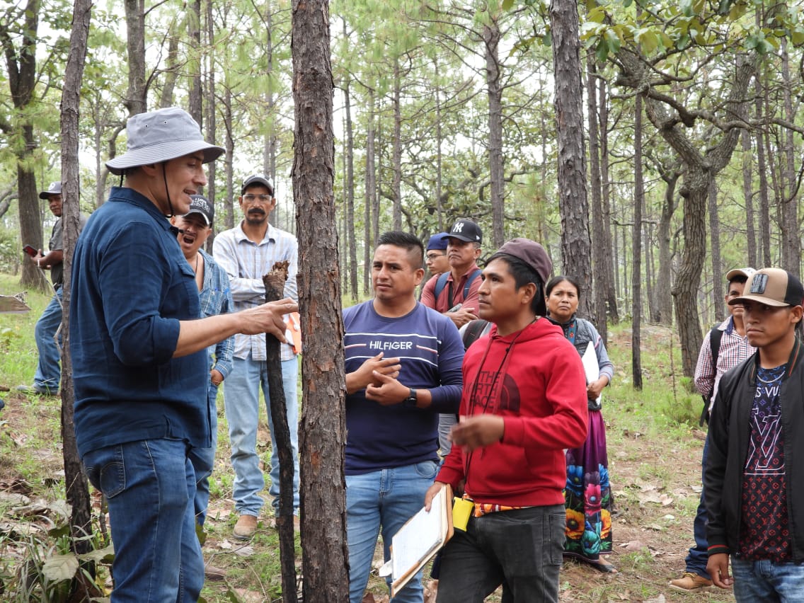 JoseOsio1168463's tweet image. Training for Wixarika community brigades on forest measurements to calculate carbon capture of the Dimitra Carbon Forest Conservation in Nayarit. #DimitraTech #$DMTR #DMTRTeam #Sustainability #DimitraCarbon #CarbonCredits #ClimateChange #conap #biosferadealica