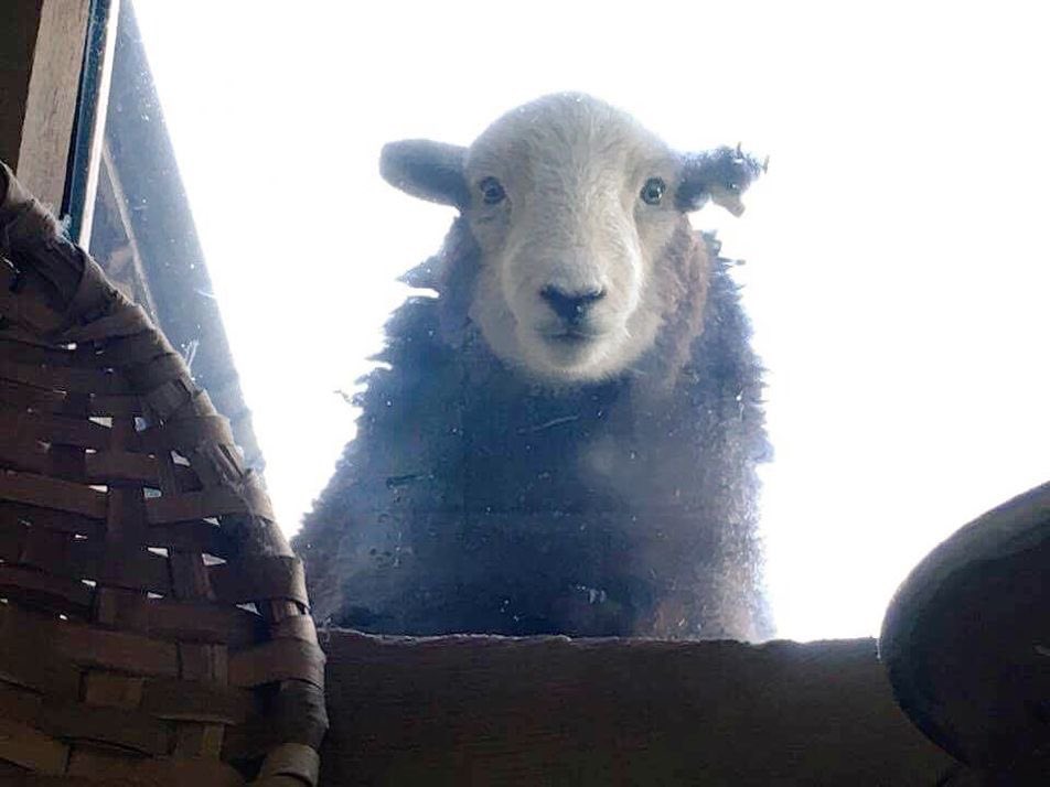 lambning's tweet image. 