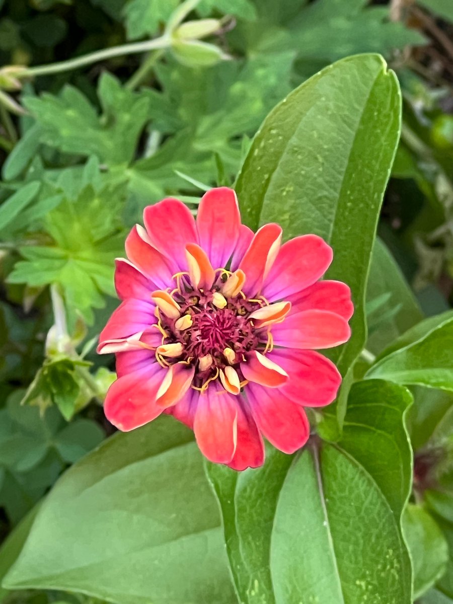 Quiet folks 

Use their words wisely 

Choosing when to respond 

With grace and understanding 

🌺🌺🌺

#NaturePhotography #Flowers #Mindfulness