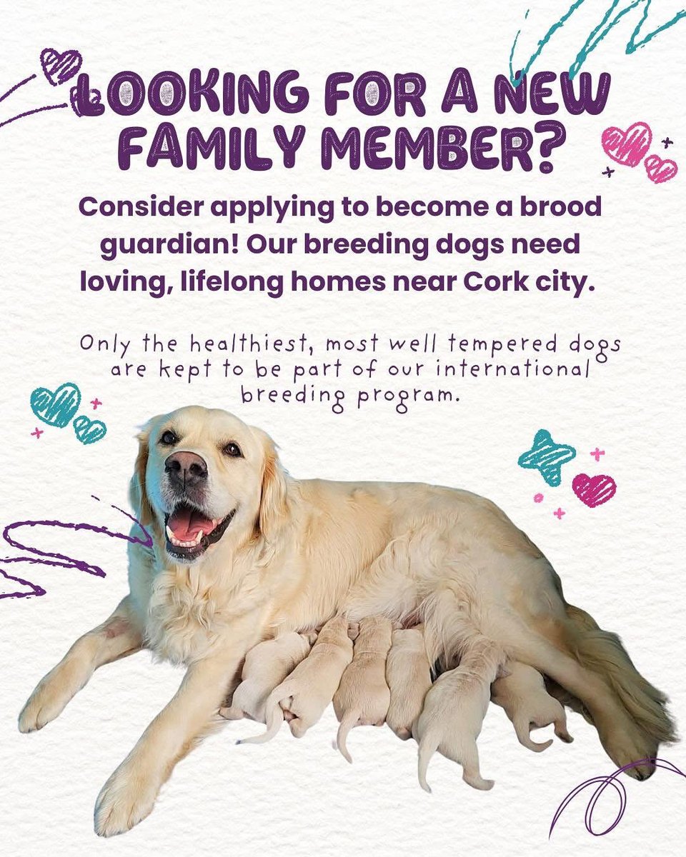 DogsForTheDisabled tweet media