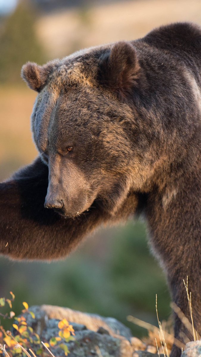 GOHUNT's tweet image. Environmental group files petition to return grizzlies to California
gohunt.com/browse/news-an…