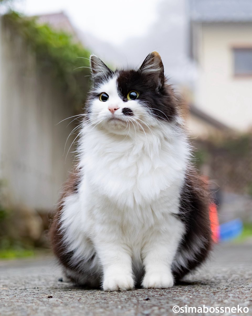 simabossneko's tweet image. おはよう✨
Good morning💓

#猫 #cat #春に撮影