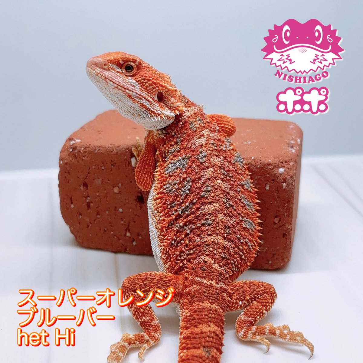 ポポのケージ (@poponocage) / Posts / X