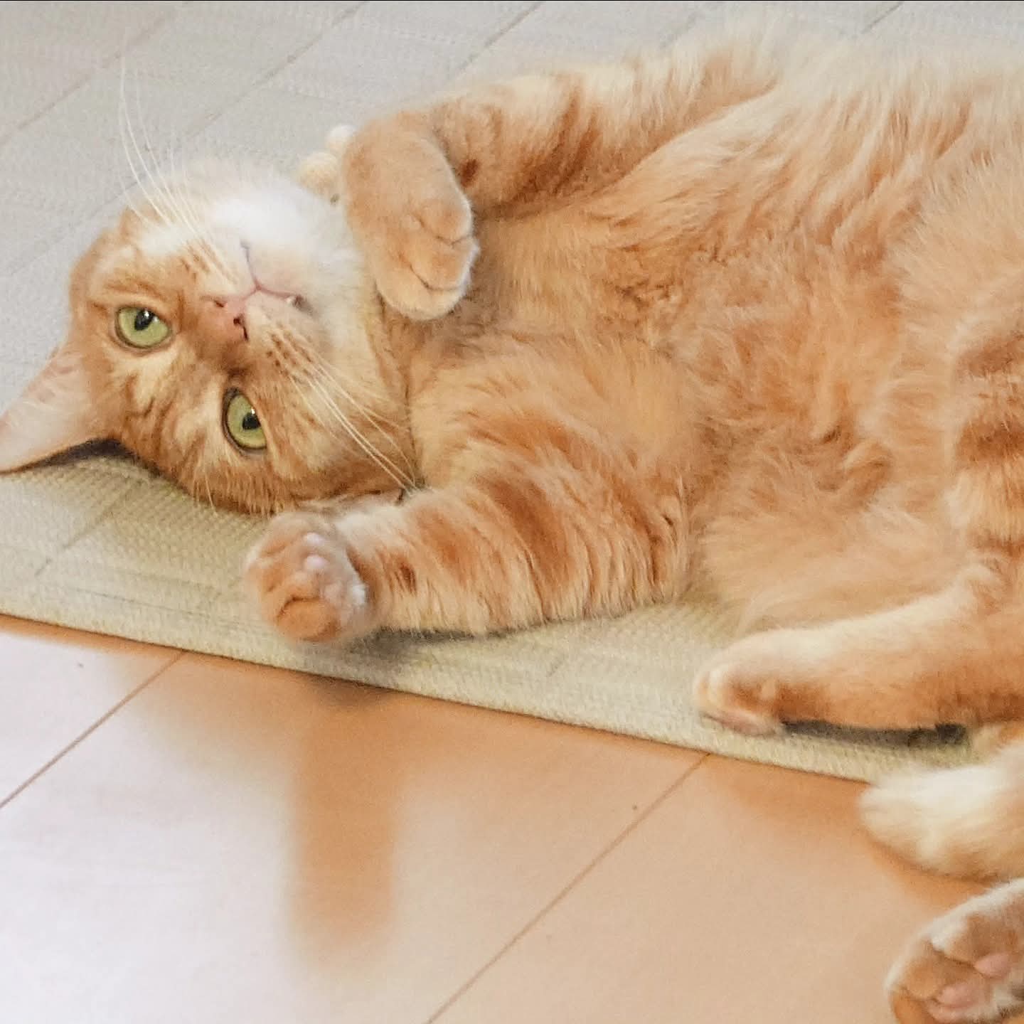 ❤︎ネコ好きかよちゃんページ❤︎ ネコ好きかよちゃん様専用ページ