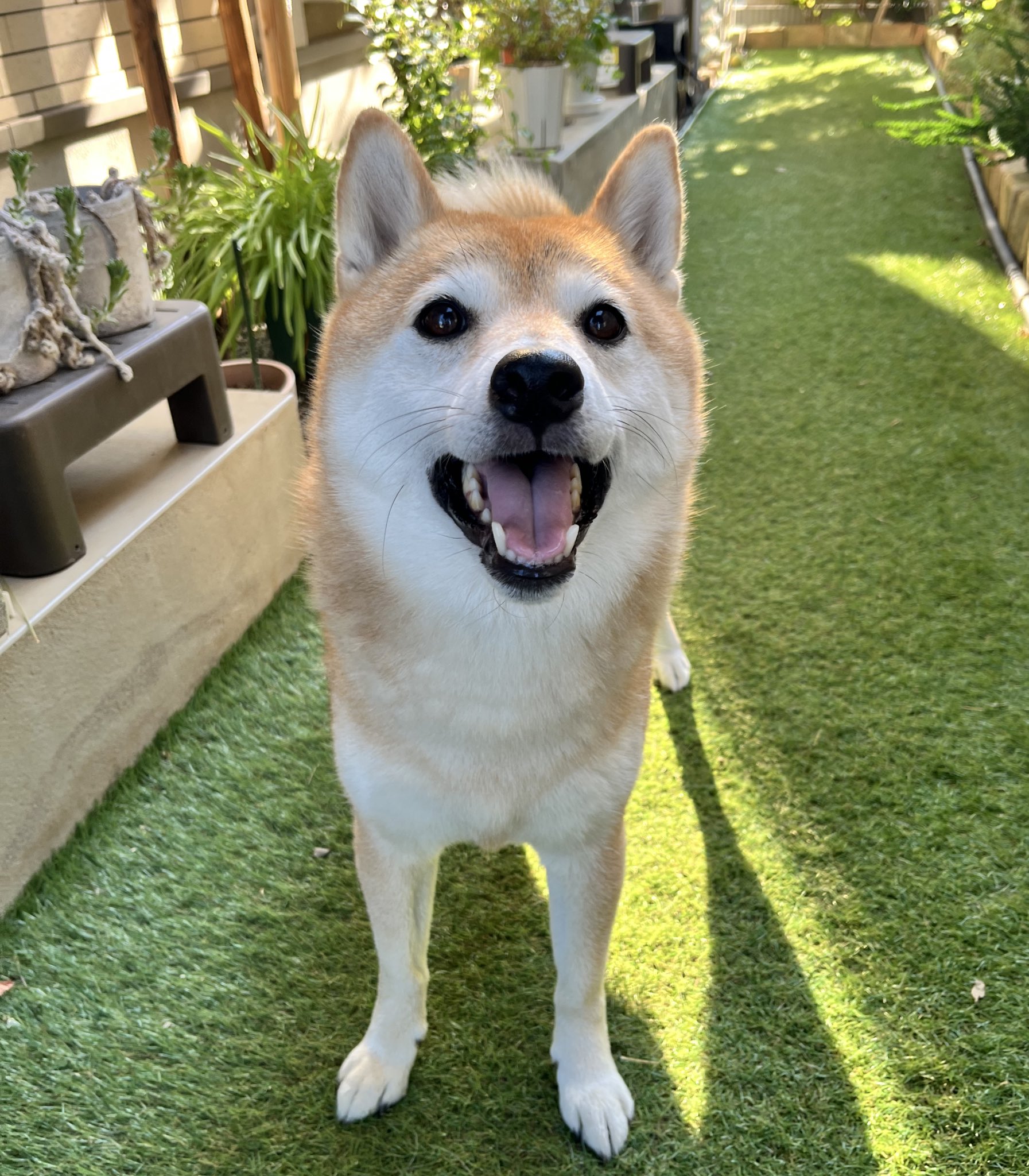 柴犬おとちゃん🐕5歳♀ (@0218_oto) / X