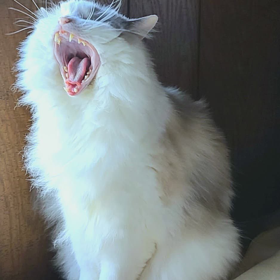 CrowsRoots's tweet image. We have three cats, four dogs and more fish than I can count.
This is Chewbacca. He’s a Ragdoll