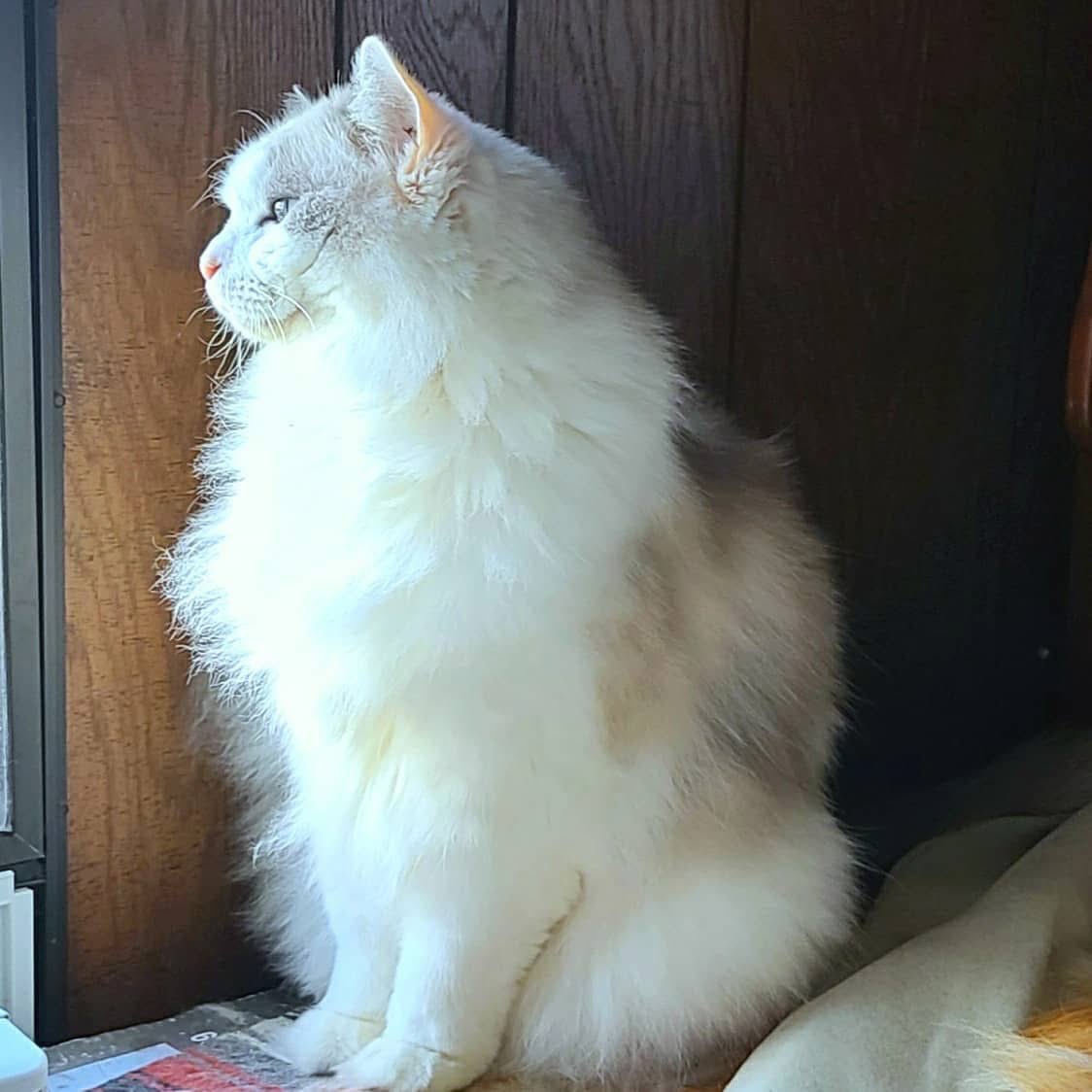 CrowsRoots's tweet image. We have three cats, four dogs and more fish than I can count.
This is Chewbacca. He’s a Ragdoll