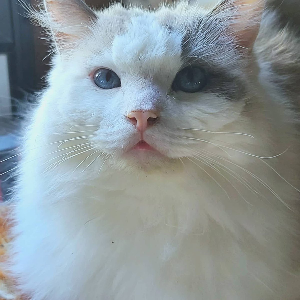 CrowsRoots's tweet image. We have three cats, four dogs and more fish than I can count.
This is Chewbacca. He’s a Ragdoll