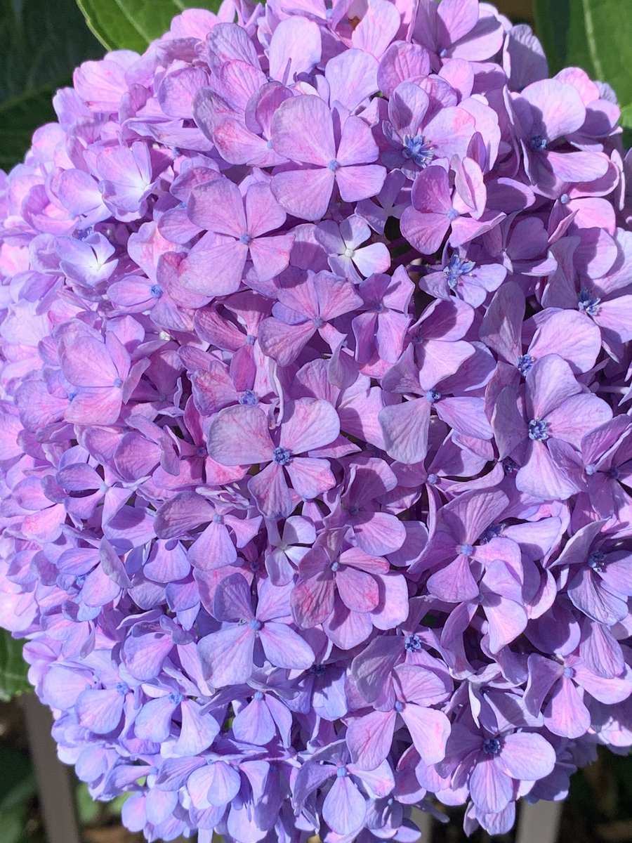 M46amrita's tweet image. 路地裏の植え込みにて。今季最後、紫色のアジサイ。狂いきった季節にあってもこの花は咲く。いのちは力だ。そうだ、強い力だ。フォルティヴィダ!