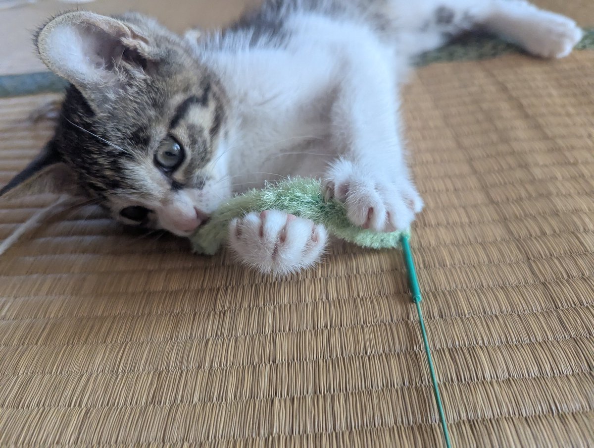 hideaki_taki's tweet image. おはにゃん。