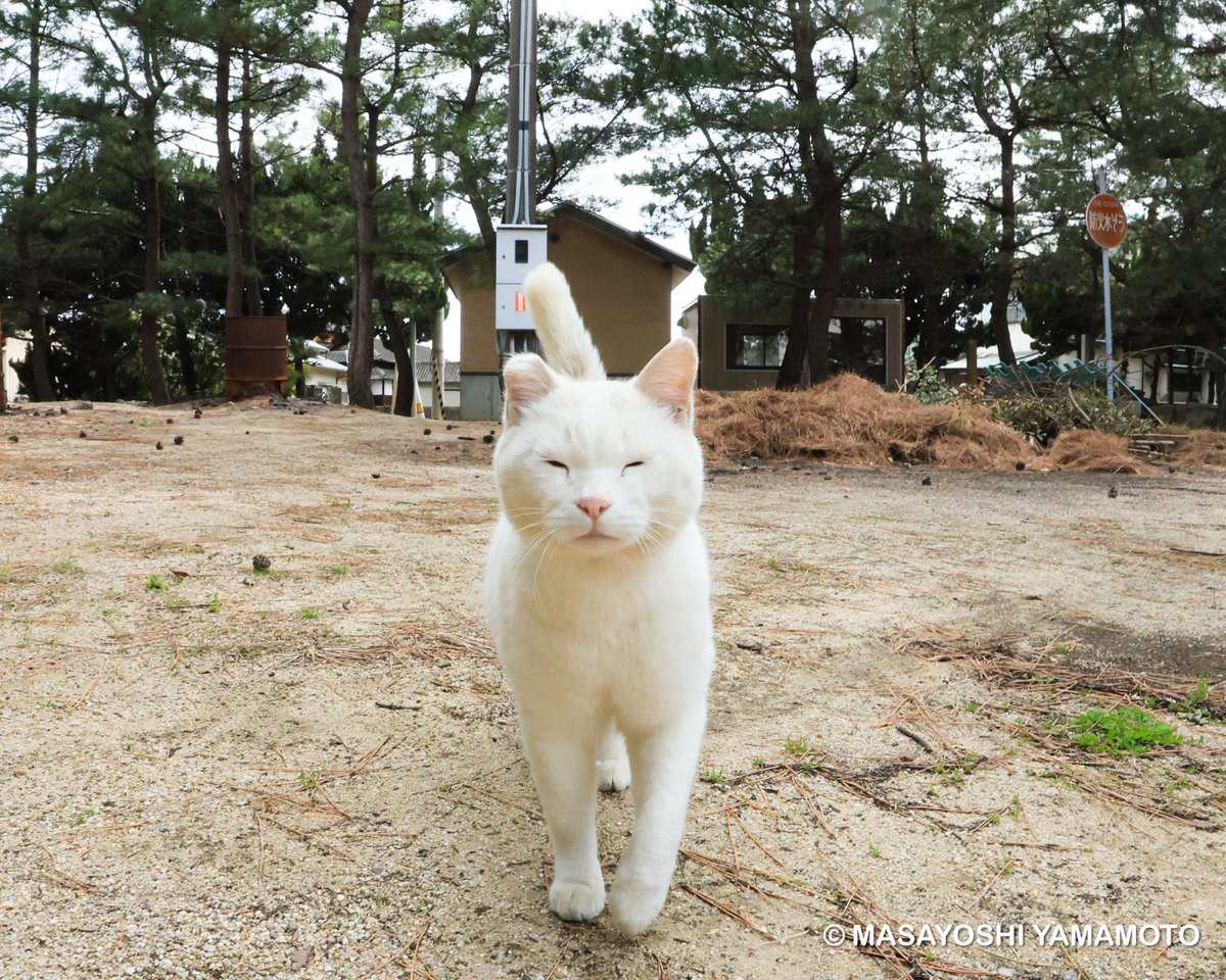 nekoiroiro's tweet image. ずん。

#ねこ #猫 #cat