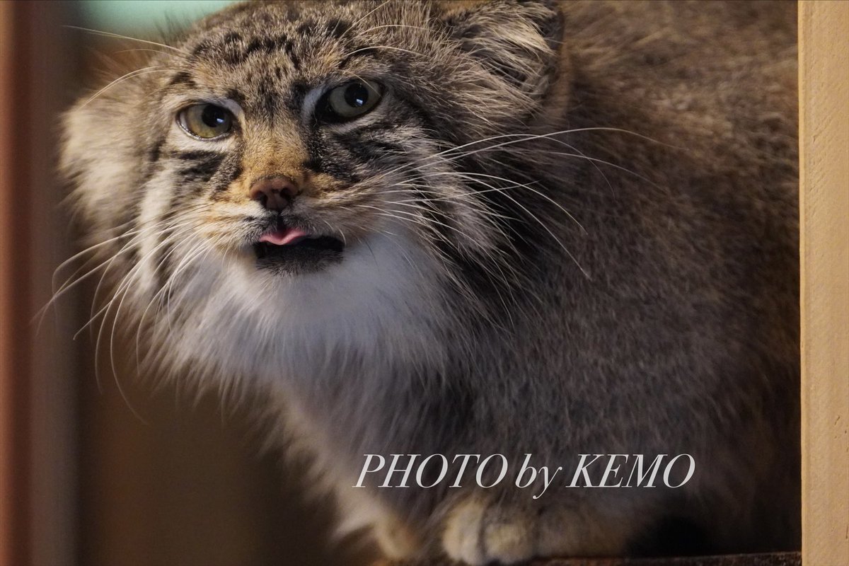 KEMOKEMO56's tweet image. おはようございマヌル💞

#マヌルネコ　#埼玉県こども動物自然公園　#ロータス