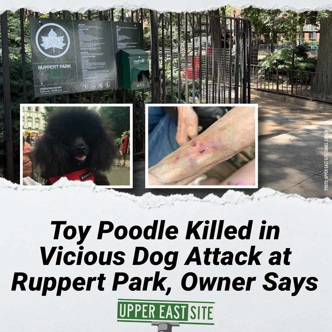 uppereastsiteny's tweet image. The pup's elderly owner now mourns the loss of her "good girl," and still frequents the Upper East Side dog run where she was attacked.
uppereastsite.com/toy-poodle-kil…
