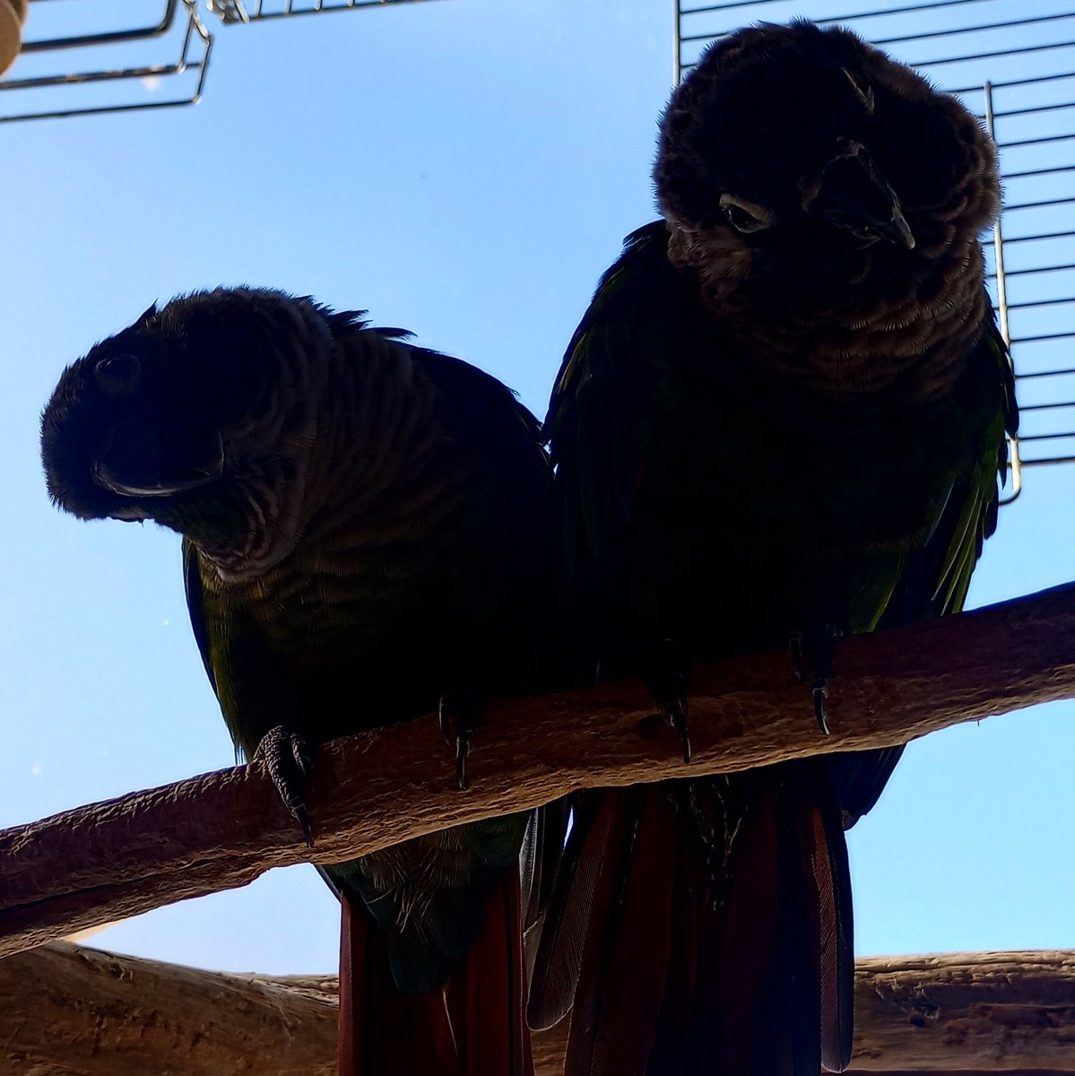 おはインコ。
父ちゃん母ちゃん夫婦インコ。
逆光撮影。
ちょっぴりハート❤❣️
#ウロコインコ