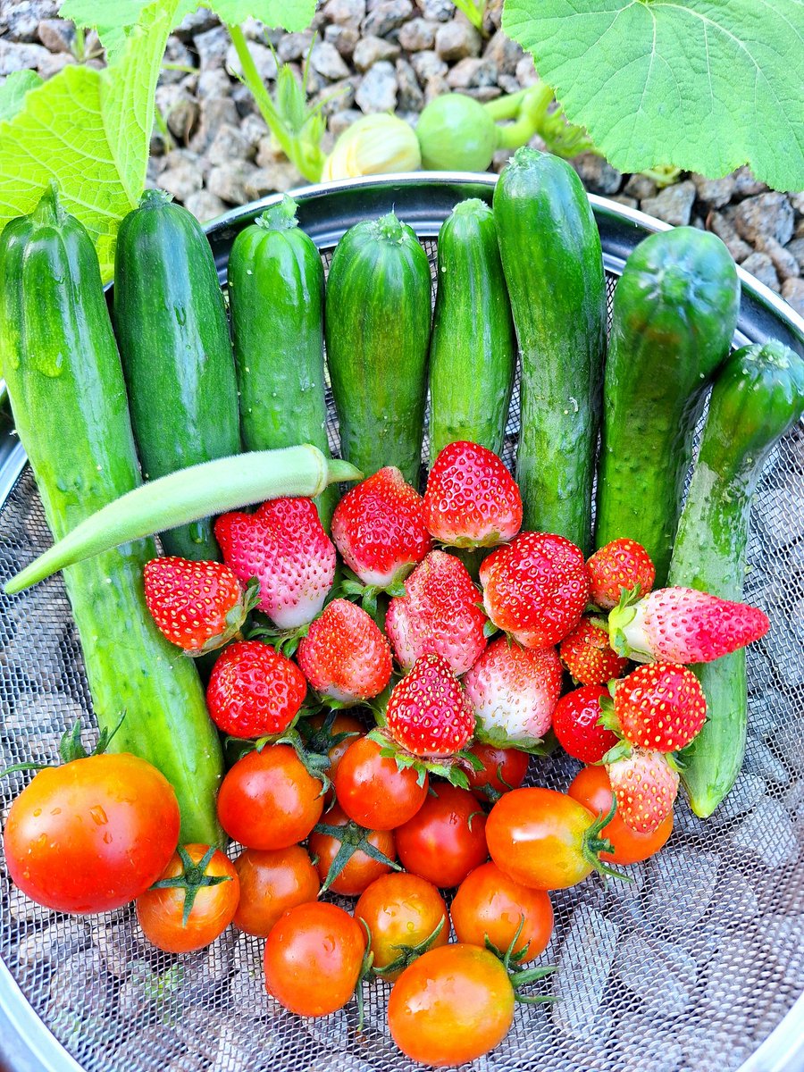 ただいまおはようおかひじき☘️
1週間終わた〜繁忙期疲れた〜💦
からの今朝の収穫🥒🍓🍅
お初シリーズ🍅中玉トマトのレッドオーレ🍅ミニトマトと比べると大きいな〜 どんな味かな«٩( ◉ᗜ◉ ﾜｸﾜｸ
ここに来て🍓が爆なりしだしてるのは何故だ!!! キュウリは8本🥒

現在キュウリ 232本目🥒