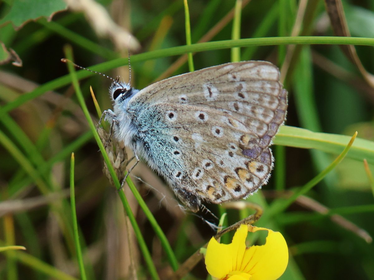 cranky1456's tweet image. While at Summer Leys Nature Reserve i did a spot of #MacroPhotography, this time with the #Macro set up and not the zoom lens.
Here we have a Common Blue Butterfly, Common Blue Damselfly, Bumblebee & House Fly.
#wildlife #naturephotography #EastCoastKin #wildlifephotography