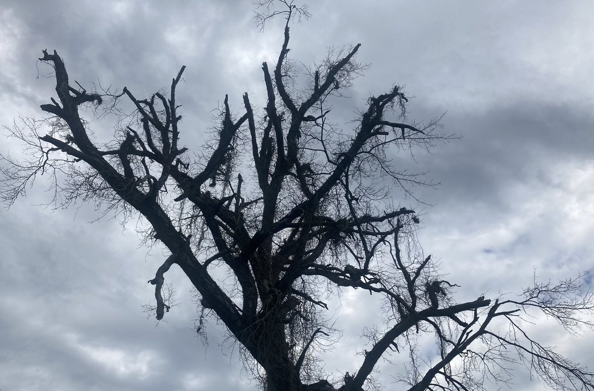 MartianOrthodox's tweet image. Large old oak near me, dead now. Householder is elderly & can’t remove it, so bits are just breaking off. But it looks to me like it’s entreating God to take it home.