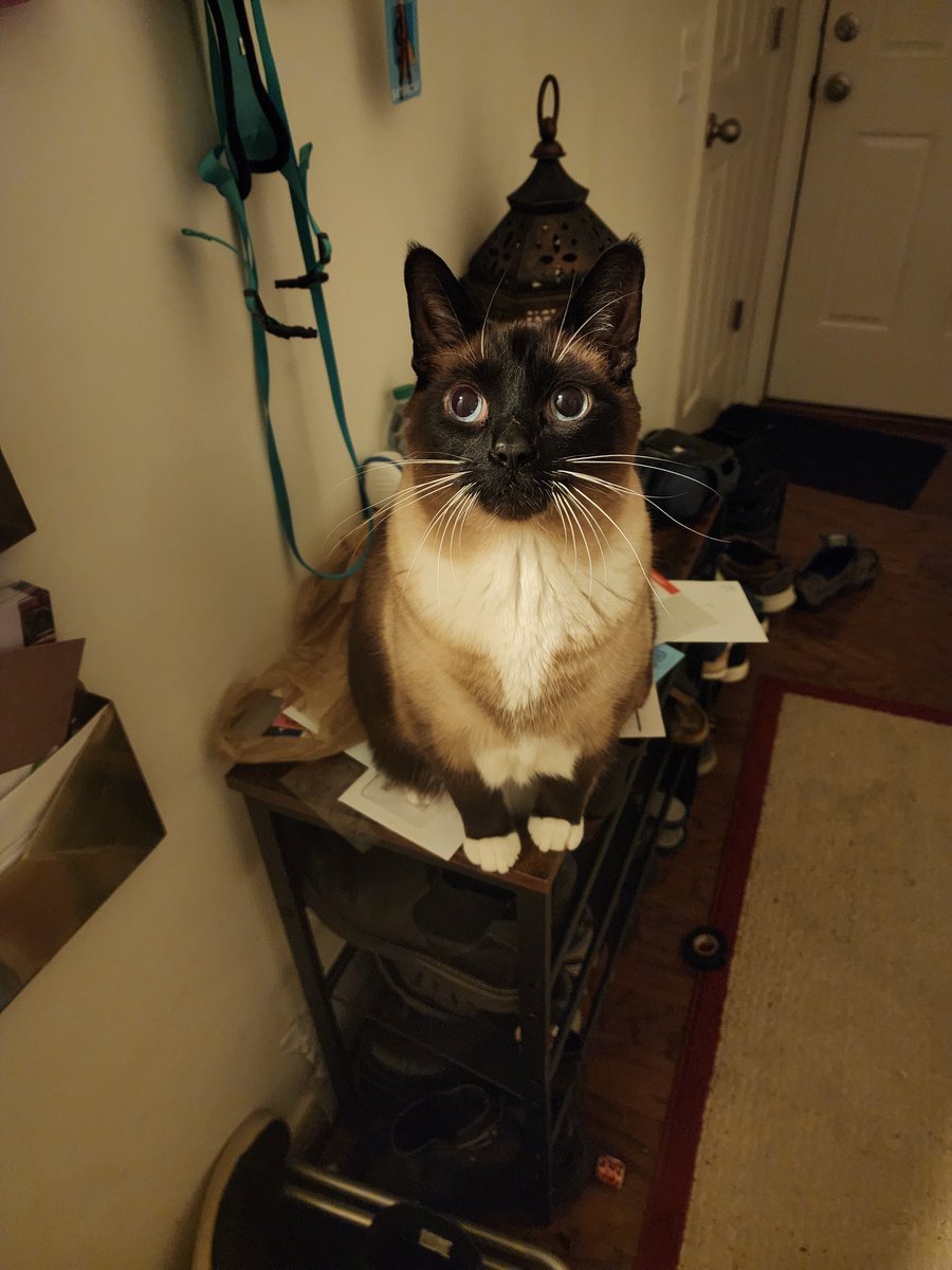 Rec_A_Dork's tweet image. Unfortunately, my cat, Mikleo, is suffering from some form of kidney illness. He is at the vet now being treated, but my funds are limited.

I normally do not like to do this, but if anyone is able to help in any way, I would greatly appreciate it.

GoFundMe is below.