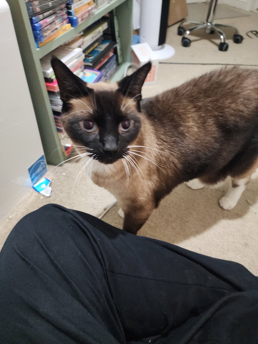 Rec_A_Dork's tweet image. Unfortunately, my cat, Mikleo, is suffering from some form of kidney illness. He is at the vet now being treated, but my funds are limited.

I normally do not like to do this, but if anyone is able to help in any way, I would greatly appreciate it.

GoFundMe is below.