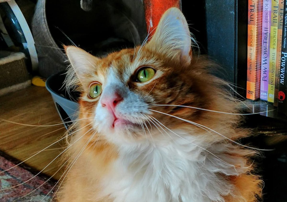 CrowsRoots's tweet image. Our third kitty is Luke Skywalker. 🥰. All three of them are close to 10 years old now.