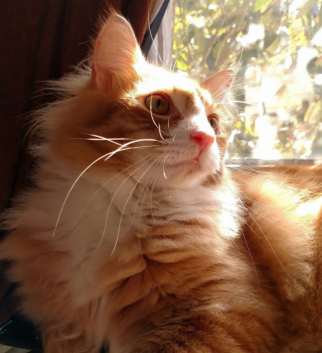 CrowsRoots's tweet image. Our third kitty is Luke Skywalker. 🥰. All three of them are close to 10 years old now.