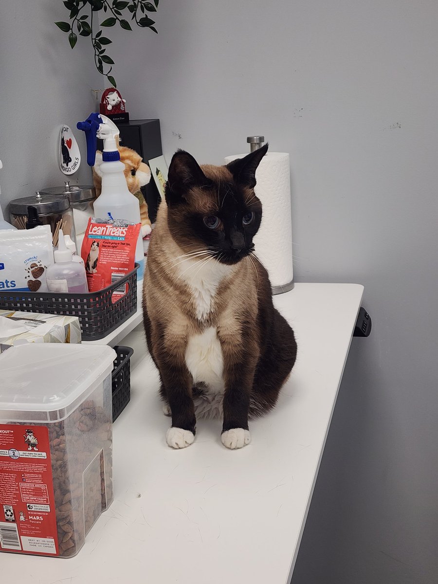 Rec_A_Dork's tweet image. Unfortunately, my cat, Mikleo, is suffering from some form of kidney illness. He is at the vet now being treated, but my funds are limited.

I normally do not like to do this, but if anyone is able to help in any way, I would greatly appreciate it.

GoFundMe is below.