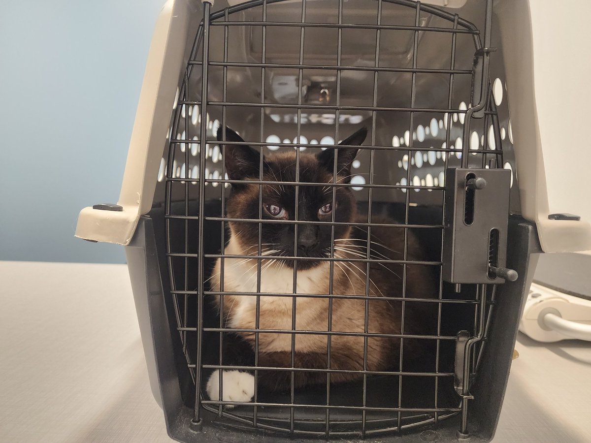 Rec_A_Dork's tweet image. Unfortunately, my cat, Mikleo, is suffering from some form of kidney illness. He is at the vet now being treated, but my funds are limited.

I normally do not like to do this, but if anyone is able to help in any way, I would greatly appreciate it.

GoFundMe is below.
