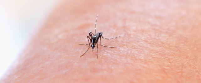 bactiman63's tweet image. #Chikungunya outbreak skyrockets in #Guangdong Province    #China #Foshan open.substack.com/pub/outbreakne…