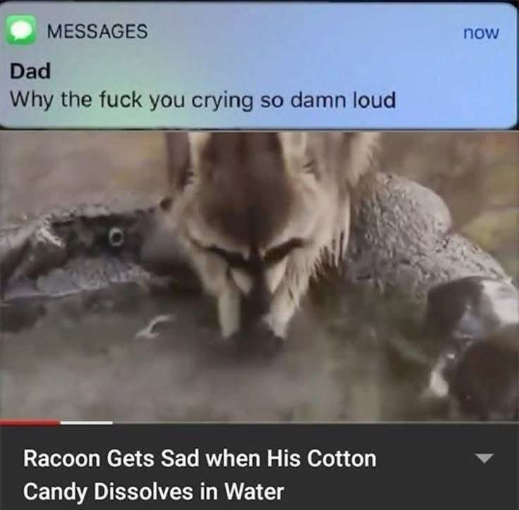 ShouldHaveRacc's tweet image. 