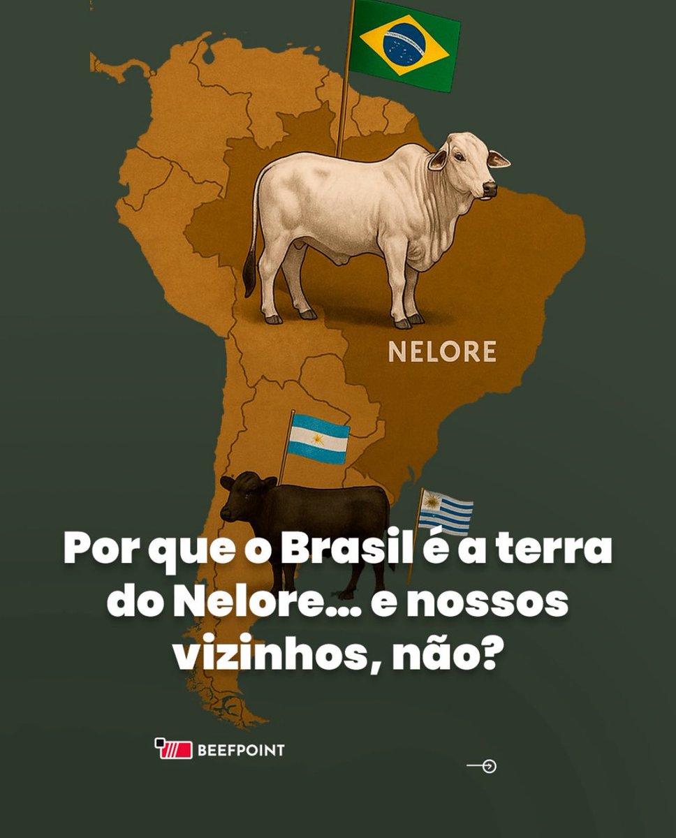 AGR02G's tweet image. Por que o Brasil é a terra do Nelore, e nossos vizinhos (como Argentina e Uruguai) não? Vamos por partes:
Por que somos tão diferentes se estamos tão perto?
1.🐂 No Brasil, quase 80% do rebanho é Nelore.
Já nos Pampas, Hereford e Angus dominam.
2.🌡️ Clima molda o gado:
Brasil…