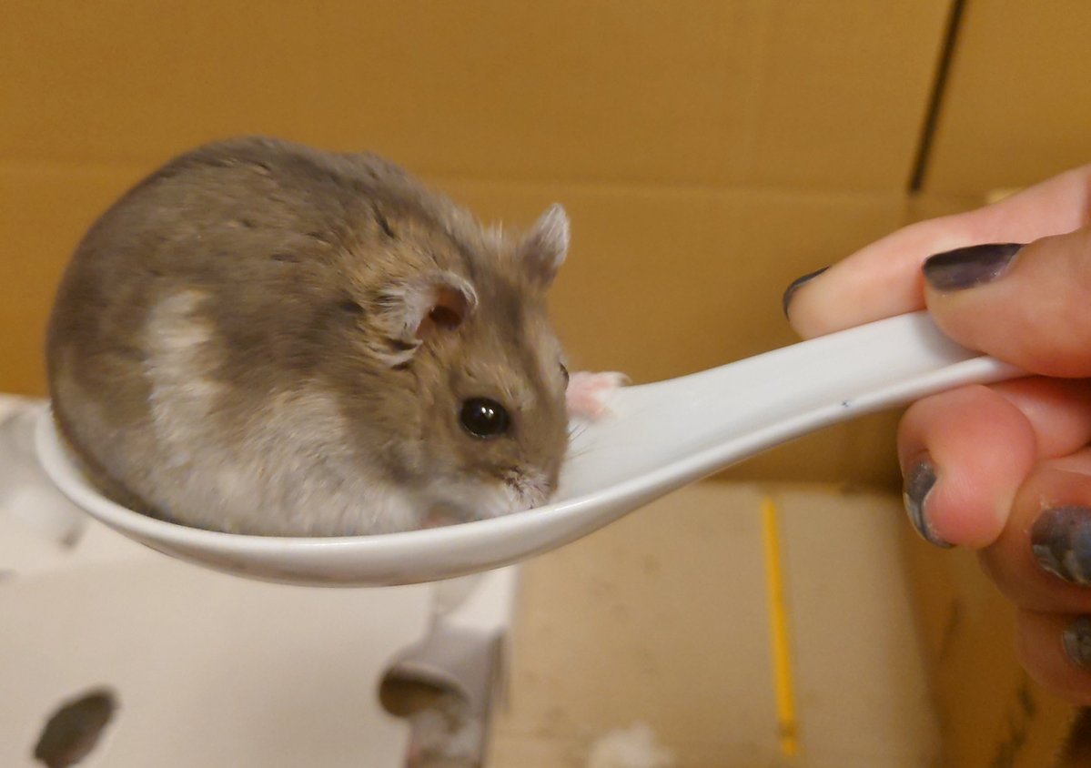 kemari_no_ouchi's tweet image. ごめんいなり、いつものお薬スプーンまだ洗ってないの…レンゲですまん…

🐹なにこれー
