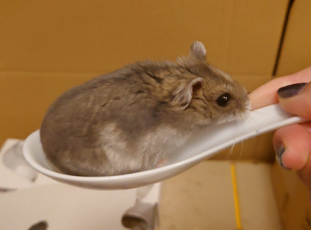 kemari_no_ouchi's tweet image. ごめんいなり、いつものお薬スプーンまだ洗ってないの…レンゲですまん…

🐹なにこれー