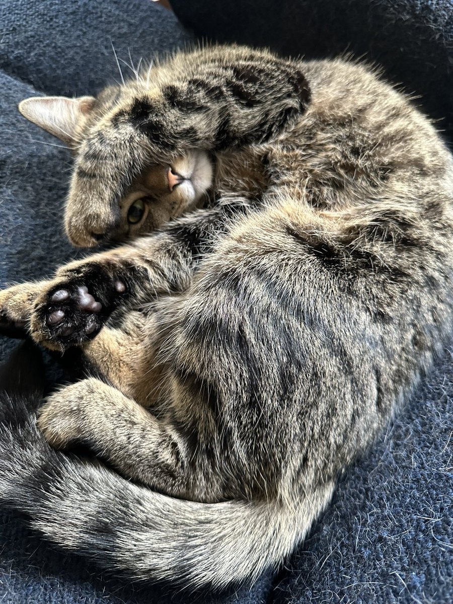 Instead of hiring Sydney Sweeney to rep your marketing, consider hiring a cat:

Pros: 

&gt; cheaper rates
&gt; available more hours
&gt; can throw a marketing contest on <a href="/jokerace_io/">JokeRace</a> to name the cat with explosive memecoin launch

Cons:

&gt; Sydney Sweeney doesn’t use a litter box