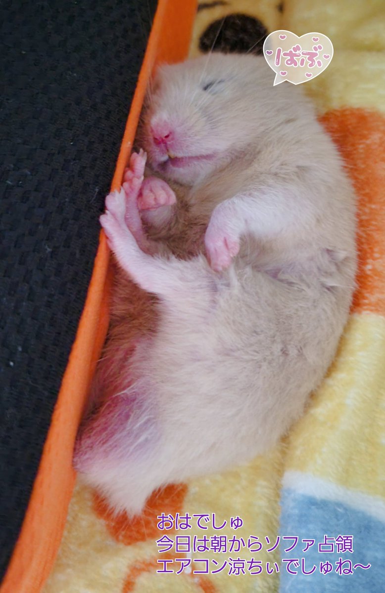 chasotarachan's tweet image. おはでしゅ🐹エアコン涼ちいでしゅ〜。ママしゃんも何故か同じ部屋にいるでしゅbyきなこ
#ハムスター
#ハムスターのいる暮らし
#ハムスターのいる生活
#ハムスターきなこ
#ハムスター金太郎