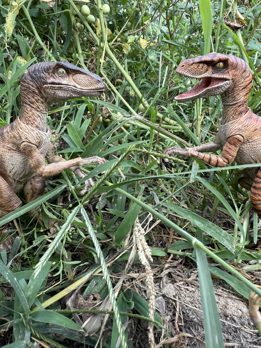 JurassicAust's tweet image. Nanmu’s latest Velociraptors arrived on my doorstep today and man they were totally worth the wait! Paired them up with my new Naru figure I recently had commissioned for an impromptu shoot! #JurassicPark #JurassicWorld #Prey #Predator