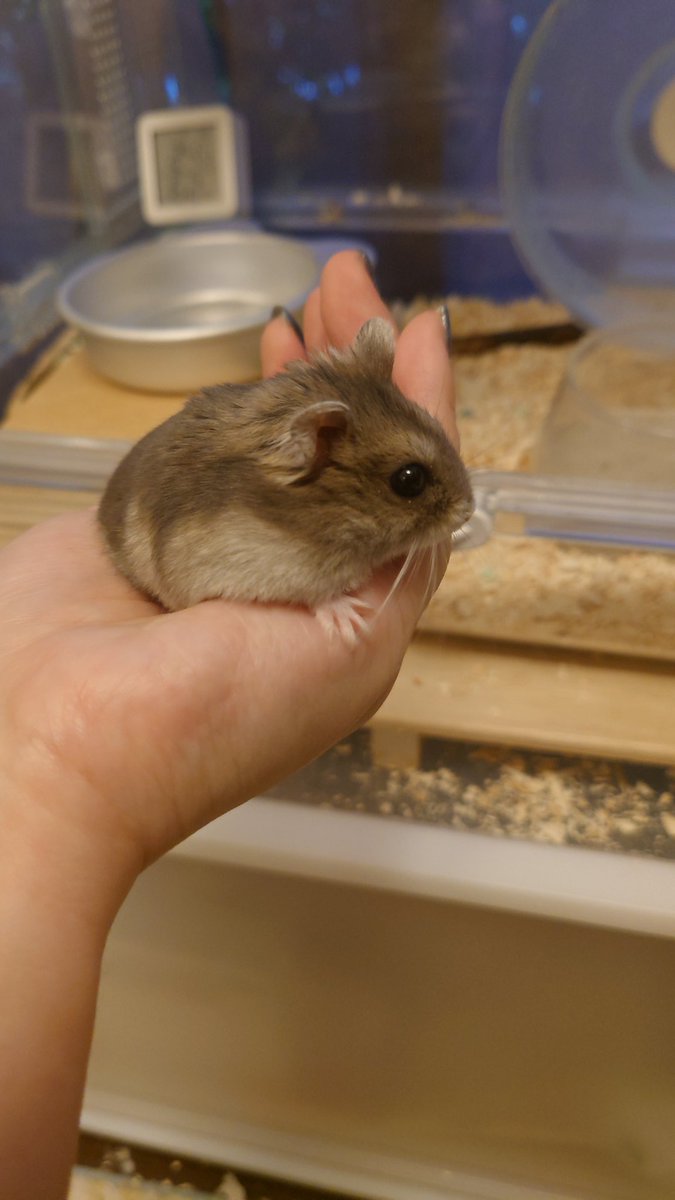 kemari_no_ouchi's tweet image. 🐹いなりが びしょーじょ すぎて かいぬし びっくりしてた
どーいつ じんぶつ とは おもえないって?なにが?