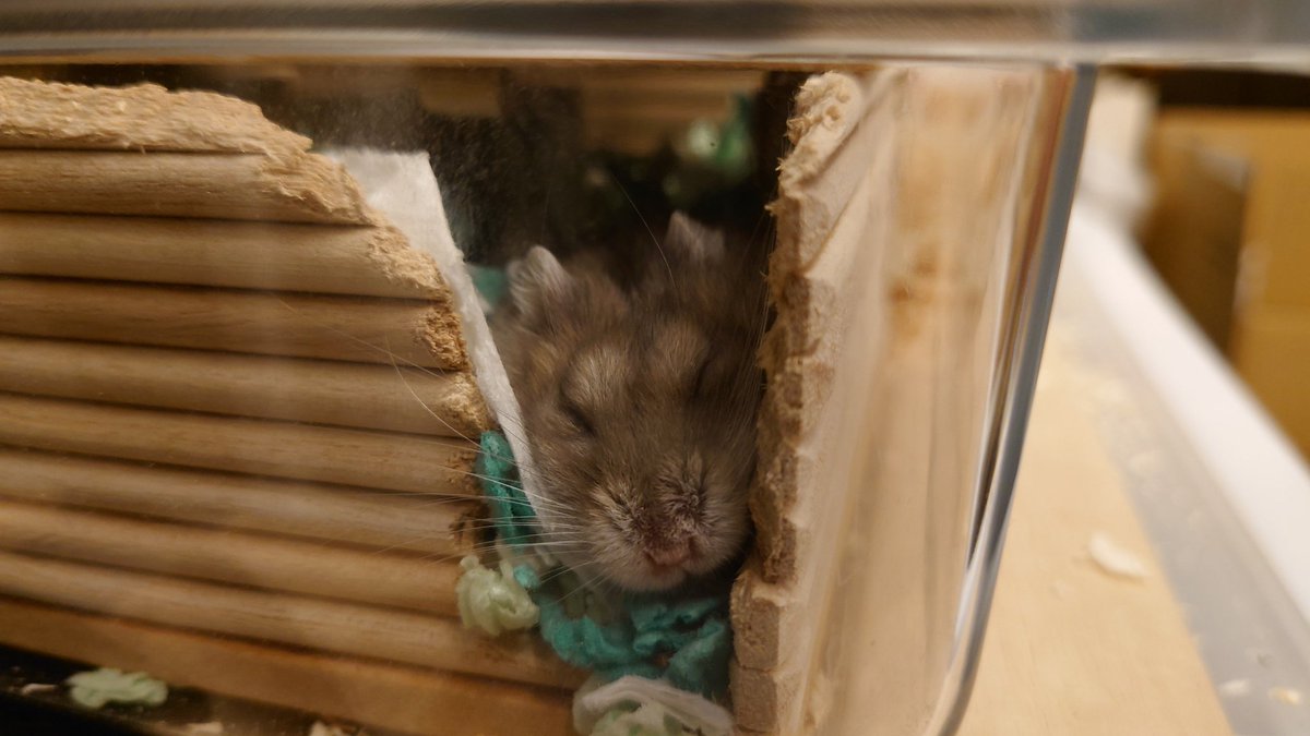 kemari_no_ouchi's tweet image. 🐹いなりが びしょーじょ すぎて かいぬし びっくりしてた
どーいつ じんぶつ とは おもえないって?なにが?