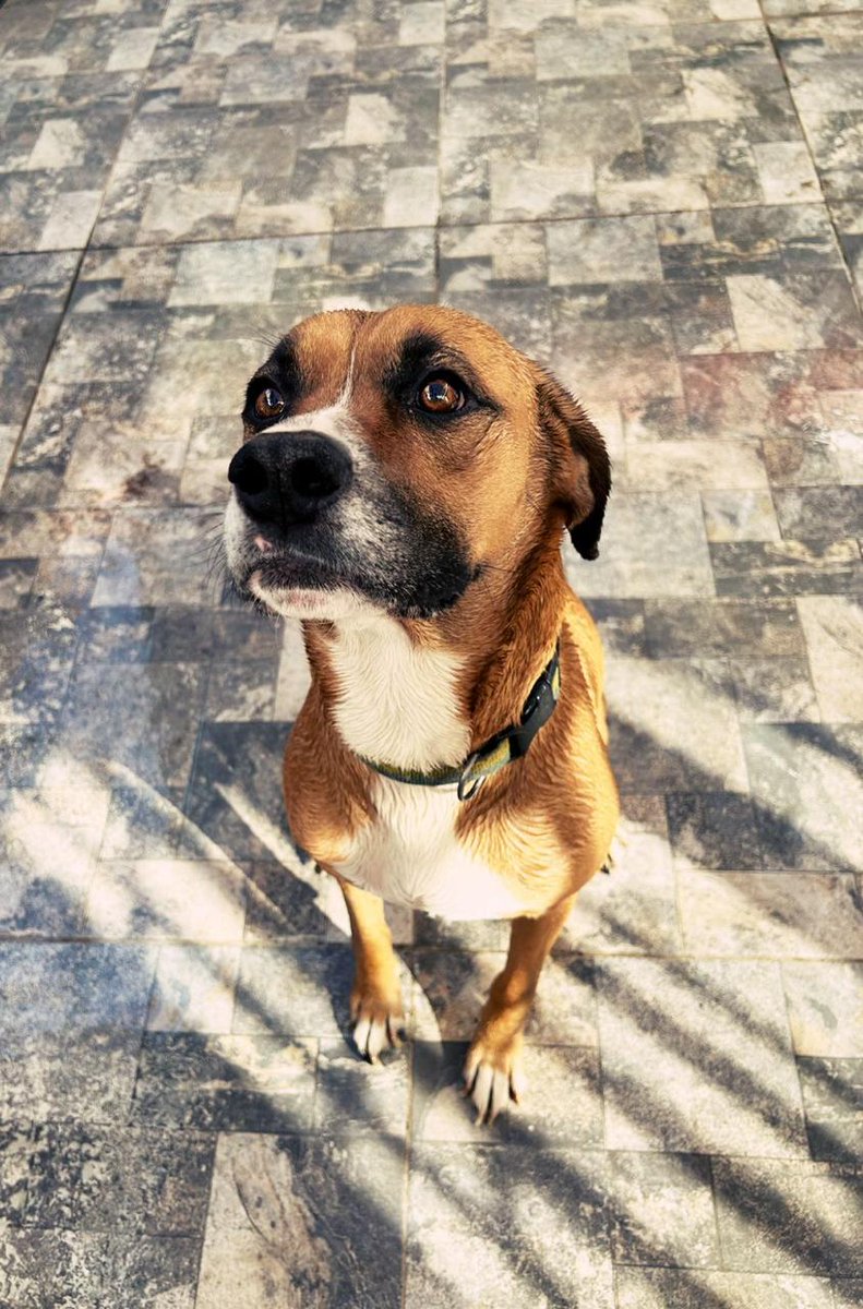 Perras Tuiteras🐾 Barrio Franklin 🇨🇱🐶🐱 (@perrosplazahuem) on Twitter photo Floky Sus humanos c separan y ninguno c hará cargo 🥺😡4 años vacunas al dia #santiago <a href="/carolinapinoc/">Caro 🌲 C.</a> <a href="/Sanfeliu/">Javo Sanfeliú</a> <a href="/DanielVitis/">Daniel Vitis</a> <a href="/kattykowaleczko/">Katty Kowaleczko</a> <a href="/urrutia_sonia/">Sonia Urrutia</a> <a href="/DiaztabitaE/">tabita diaz</a> <a href="/alegriagonzaa/">Alejandro Alegria 🌴</a> <a href="/STGOSeLevanta/">SantiagoSeLevanta</a> <a href="/UMANGLADYS/">GLADYS UMANZOR CABRE</a> <a href="/Fundacion_CIMA/">Fundación C.I.M.A. Chile</a> <a href="/SOS_Animales/">SOS Animales</a> <a href="/BrendaEtchegar1/">Brenda Etchegaray</a> <a href="/gloriabaettig/">Gloria Baettig</a> Floky Sus humanos c separan y ninguno c hará cargo 🥺😡4 años vacunas al dia #santiago <a href="/carolinapinoc/">Caro 🌲 C.</a> <a href="/Sanfeliu/">Javo Sanfeliú</a> <a href="/DanielVitis/">Daniel Vitis</a> <a href="/kattykowaleczko/">Katty Kowaleczko</a> <a href="/urrutia_sonia/">Sonia Urrutia</a> <a href="/DiaztabitaE/">tabita diaz</a> <a href="/alegriagonzaa/">Alejandro Alegria 🌴</a> <a href="/STGOSeLevanta/">SantiagoSeLevanta</a> <a href="/UMANGLADYS/">GLADYS UMANZOR CABRE</a> <a href="/Fundacion_CIMA/">Fundación C.I.M.A. Chile</a> <a href="/SOS_Animales/">SOS Animales</a> <a href="/BrendaEtchegar1/">Brenda Etchegaray</a> <a href="/gloriabaettig/">Gloria Baettig</a>