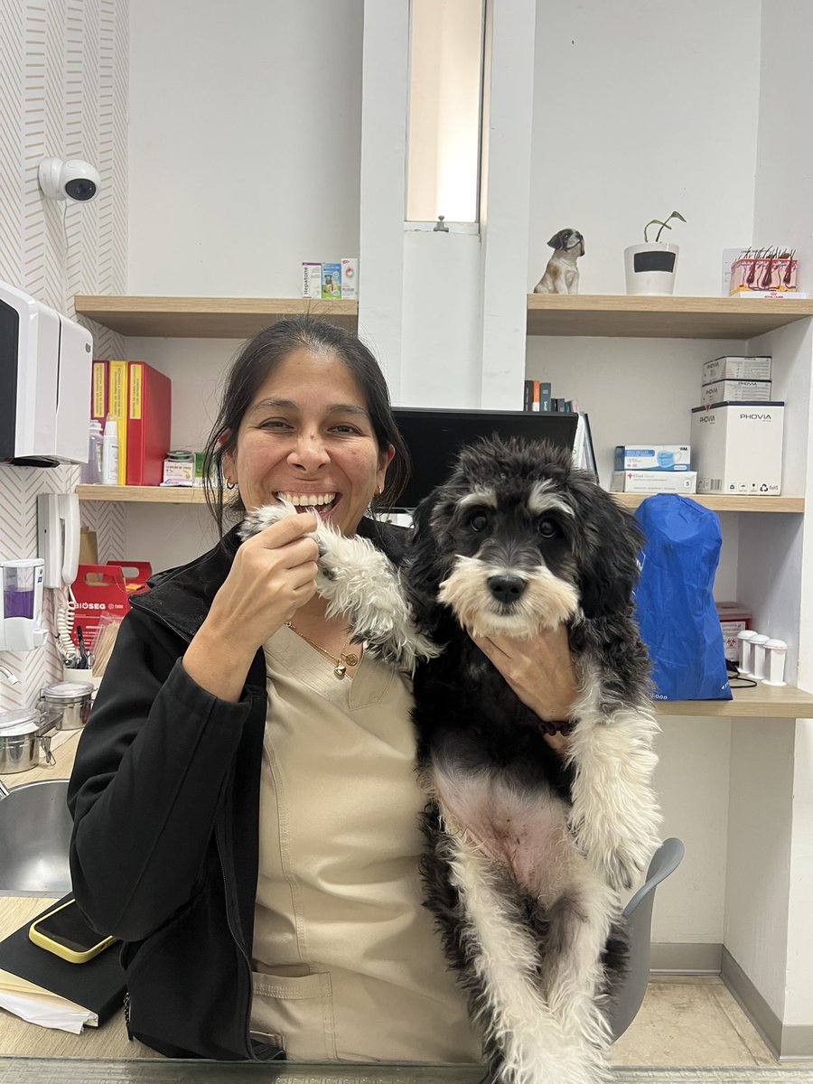 peravi's tweet image. Oficialmente #Pacita está de alta 🫶🏼 han sido casi dos meses de tratamiento y mucho amor, está lista para un nuevo hogar 🏠 Lo logramos ahora a conseguirle el mejor familia 💜 
Agradecer a la Dra. Vanessa Llerena de Dermatovet por el amor hacia ella. 100% recomendada, la amamos…