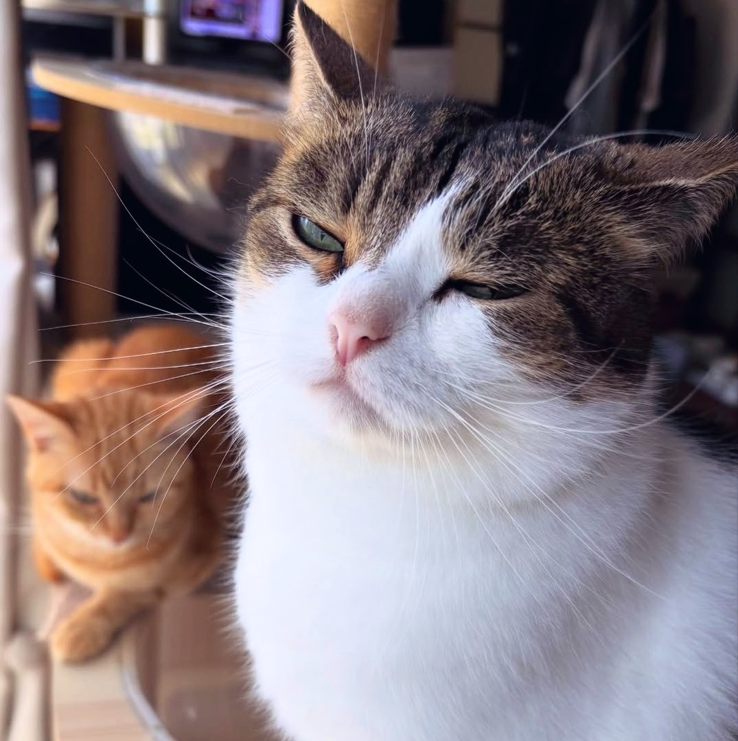 nikoandkotatoro's tweet image. Saturday's OHAYO GOZAIMASU😽🐾🐾
トロちゃんと一緒に朝日を浴びるこたろう先生☀️☀️