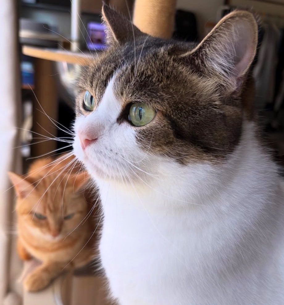 nikoandkotatoro's tweet image. Saturday's OHAYO GOZAIMASU😽🐾🐾
トロちゃんと一緒に朝日を浴びるこたろう先生☀️☀️