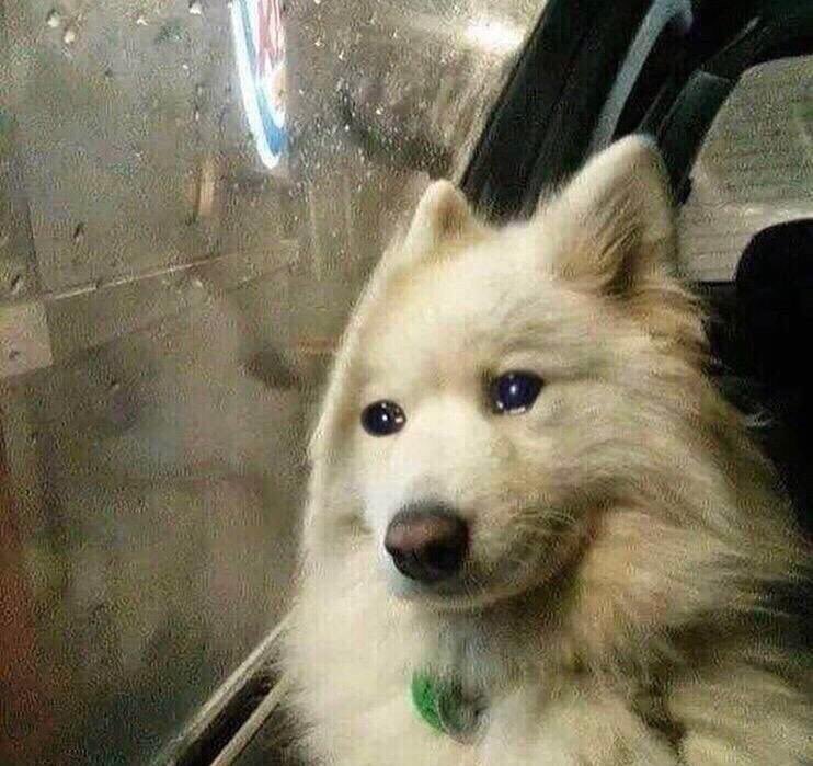 nomunun's tweet image. me watching everyone get their baby buggy plush