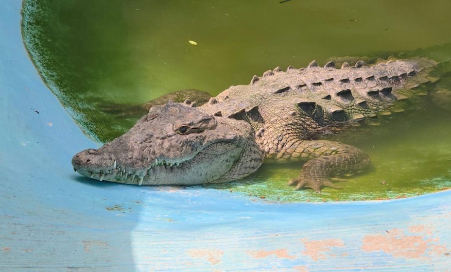 Emiten alerta por cocodrilos en zonas urbanas y playas del Pacífico quadratin.com/miscelaneos/em…