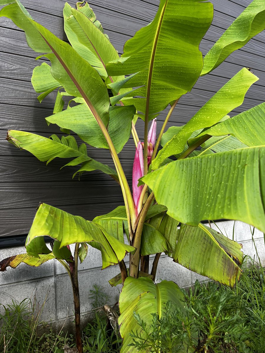 nyancyu71's tweet image. アケビバナナの花が咲きました