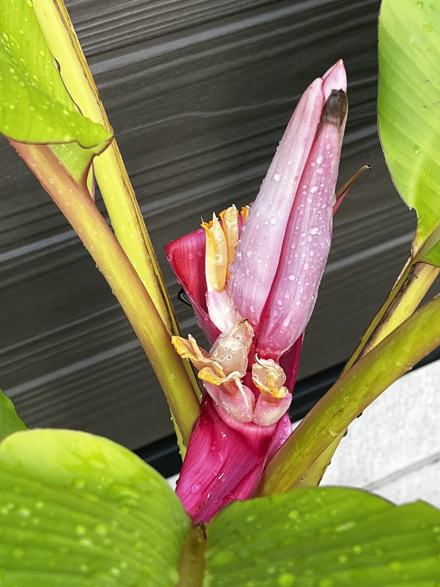 nyancyu71's tweet image. アケビバナナの花が咲きました