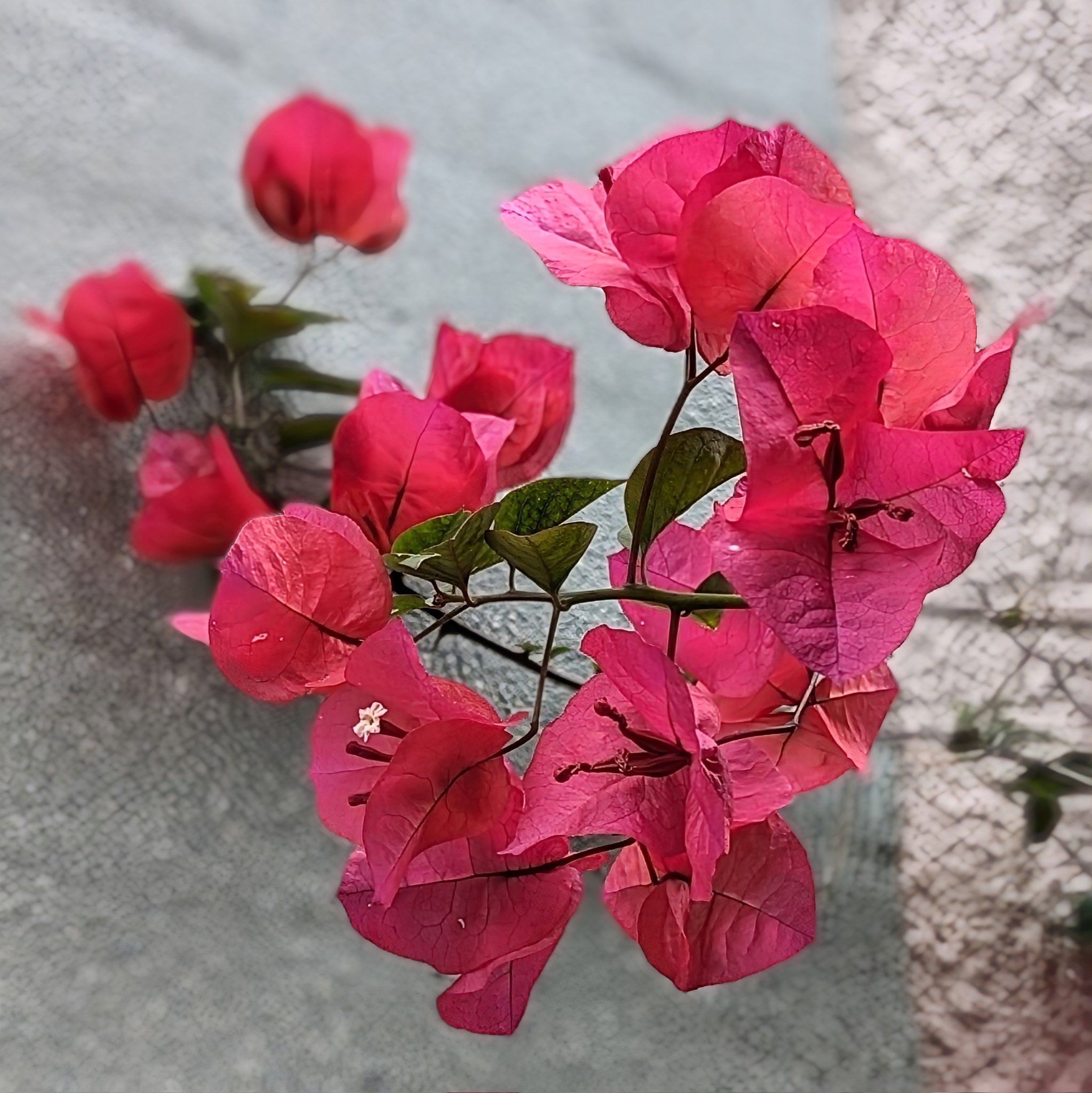 ✨✨✨ブーゲンビレア【凉盆栽◎美らさん】検/花物/筏葛 ブーゲンビレア (Bougainvillea spectabilis)