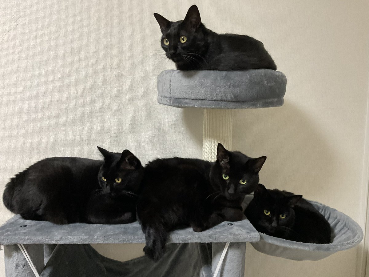 arca20220921's tweet image. くろねこだらけ