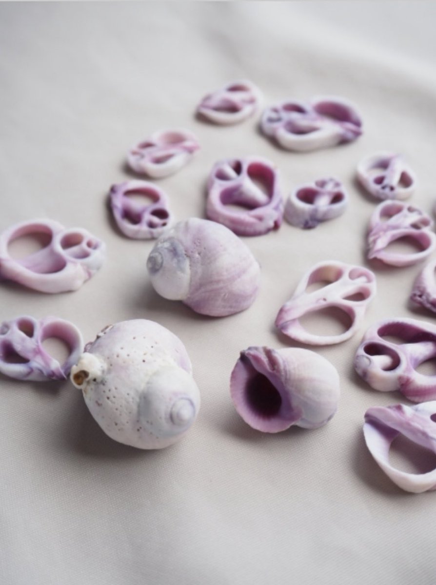 Kome 具殻専門店ページ　18個　15キロ相当　まとめ売り Kome 具殻専門店ページ 18個 15キロ相当 まとめ売り Kome 具殻